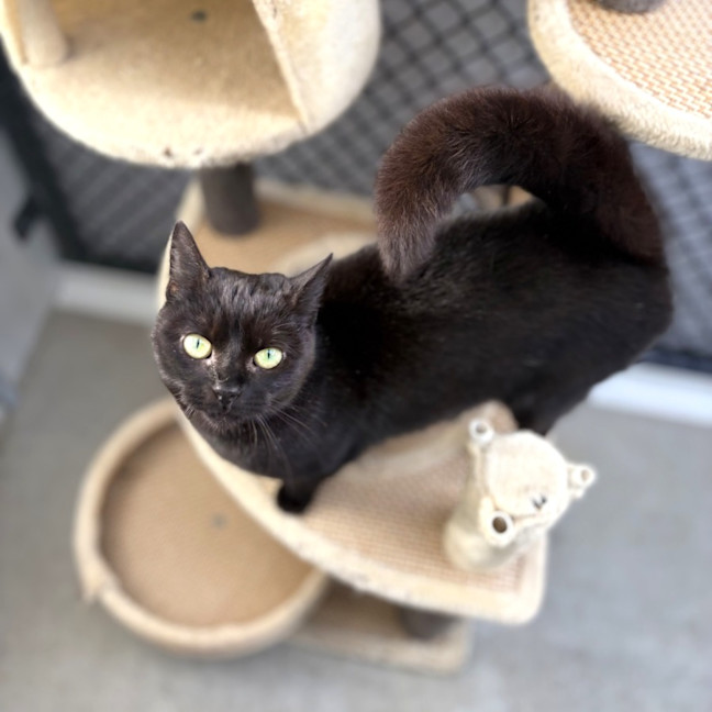 Photo of Midnight
