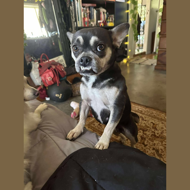 Photo of Stella