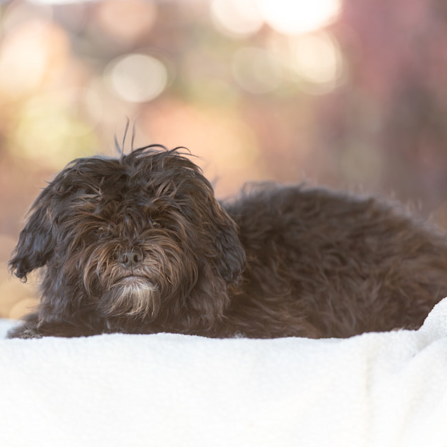 Photo of Onyx