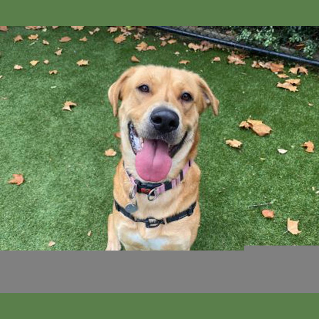 Photo of Goldie