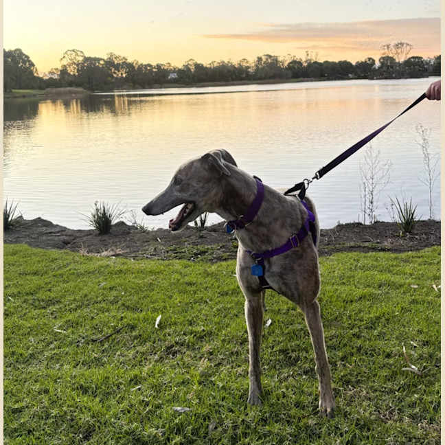 Photo of Honey