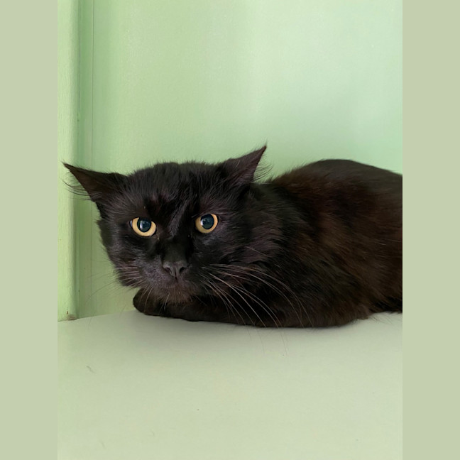 Photo of Sapphire