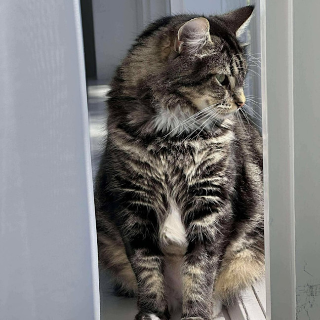 Photo of Pistachio   In Foster Care In Malvern East