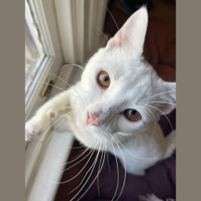 Photo of Tofu 