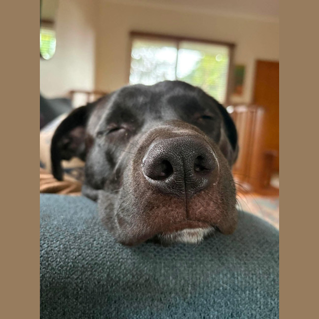 Photo of Viceroy