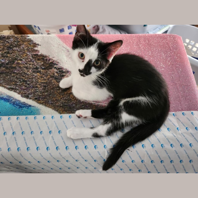 Photo of Hallie (Jalapeño)