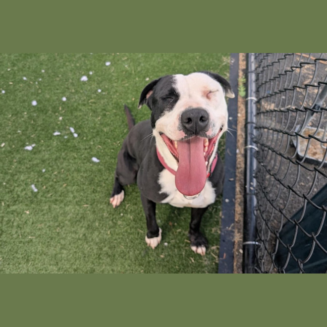 Photo of Sparks Imp 2914