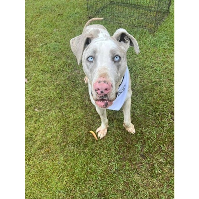 Photo of Napoleon *$250 Adoption Fee*