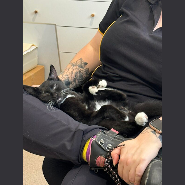 Photo of Oreo