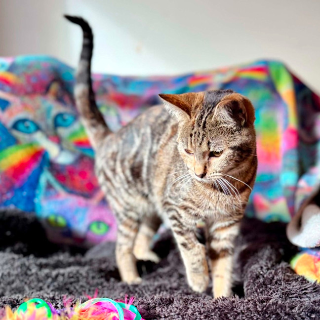 Photo of Natasha   In Foster Care In Templestowe