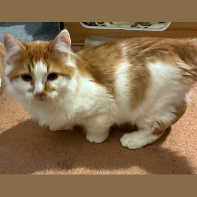 Photo of Simba