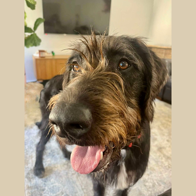 Photo of Stephen   9 Month Old Mixed Breed