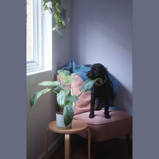 Photo of Smudge   8yom Mini Poodle, Male (On Trial 18/4/25)