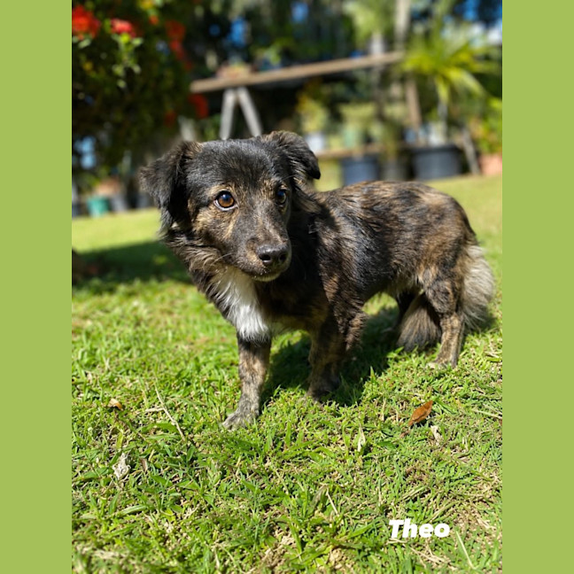 Photo of Theo