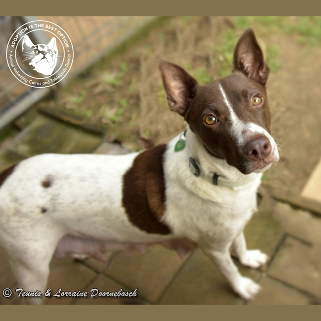 Photo of Koda