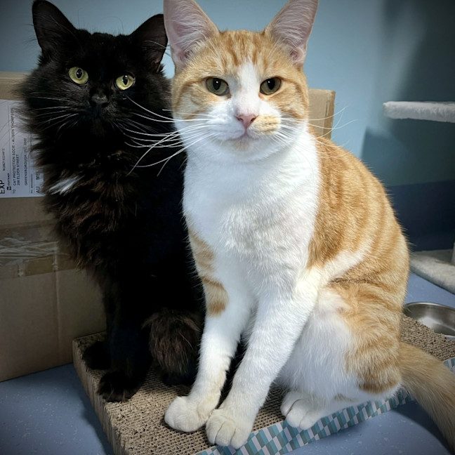 Photo of Flame Sta015212 And Void Sta015211