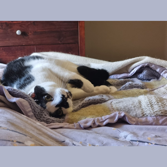 Photo of Panda   The Ultimate Mummies Boy