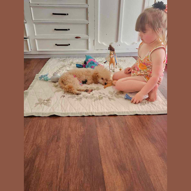 Photo of Sophia (Fifi)