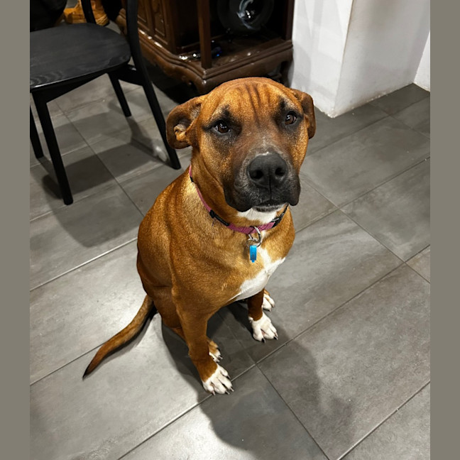 Photo of Rex