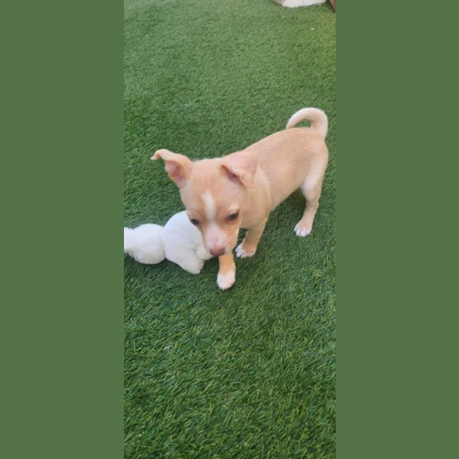 Photo of Matisse   8 Week Old Maltese X