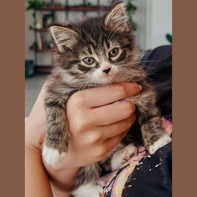 Photo of Almond