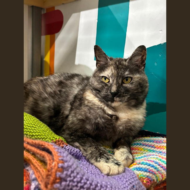 Photo of Dolly
