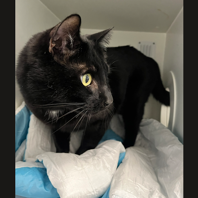 Photo of Shadow