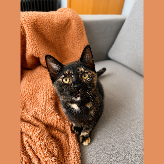 Photo of Felina