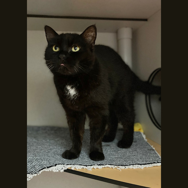 Photo of Salem