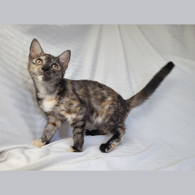 Photo of Rainbow Cabbage 🌈