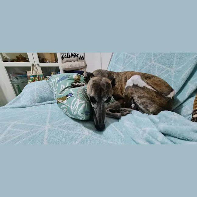 Photo of Poppy