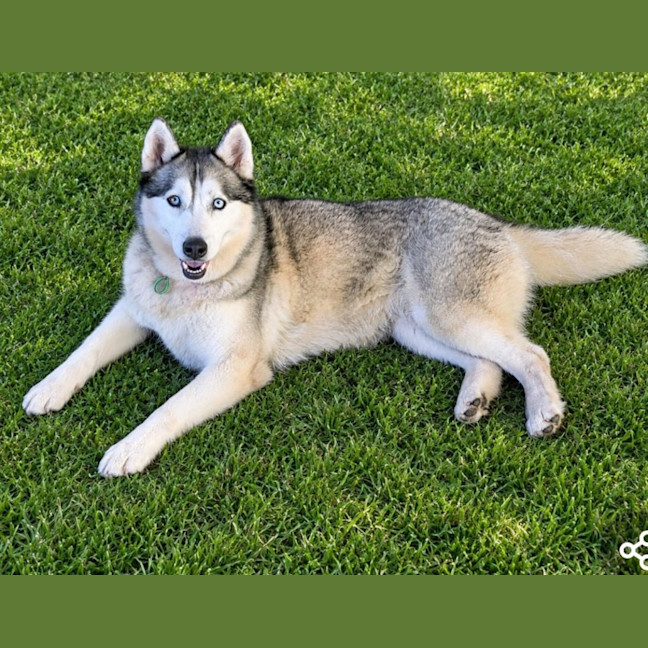 Photo of Luna