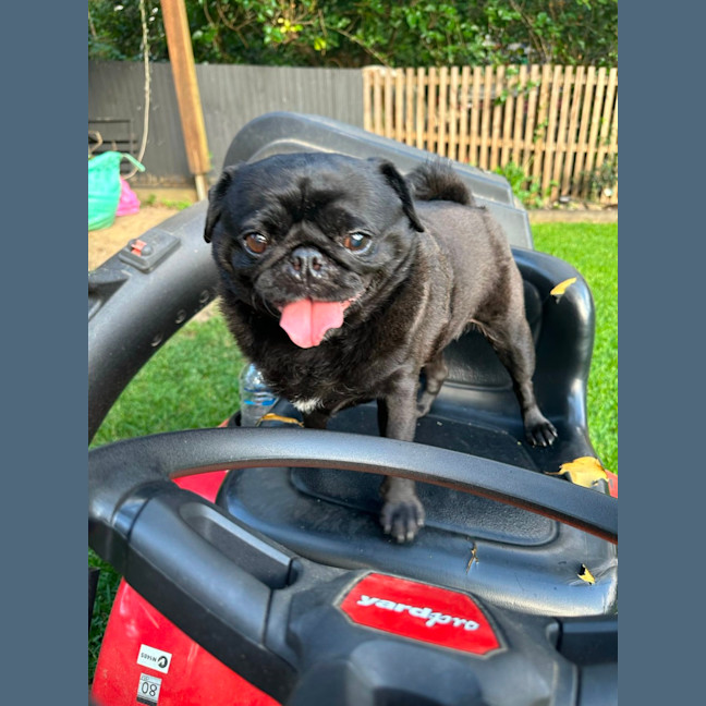 Photo of Gracie 🐼