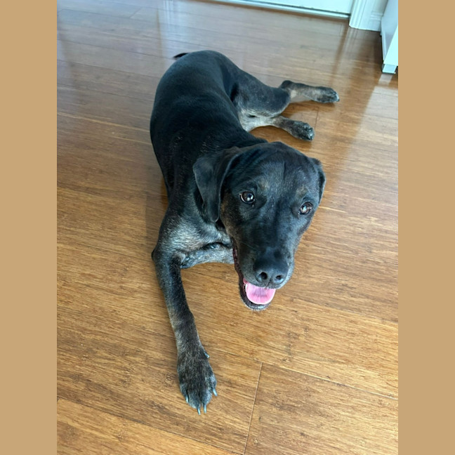 Photo of Charlotte 🌺 13 Month Old, Koolie X Labrador 