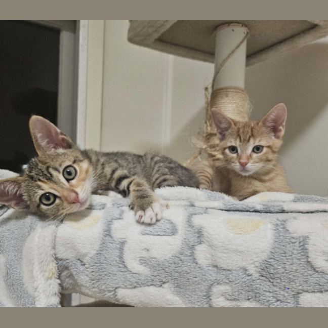 Photo of Drizzle – Ringworm Special $49