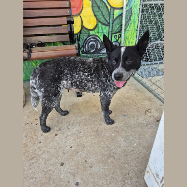 Photo of Snowy! ❄️