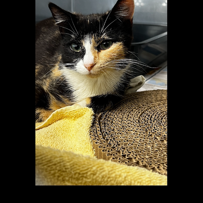 Photo of Primrose