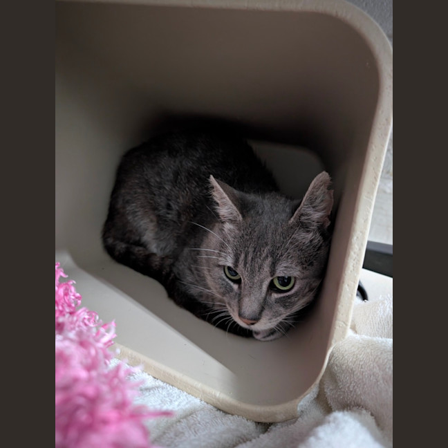 Photo of Silver