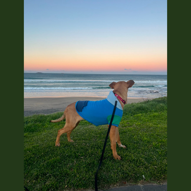 Photo of Goose