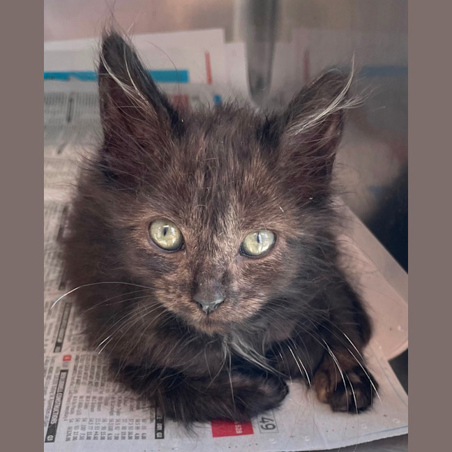 Photo of Smokey