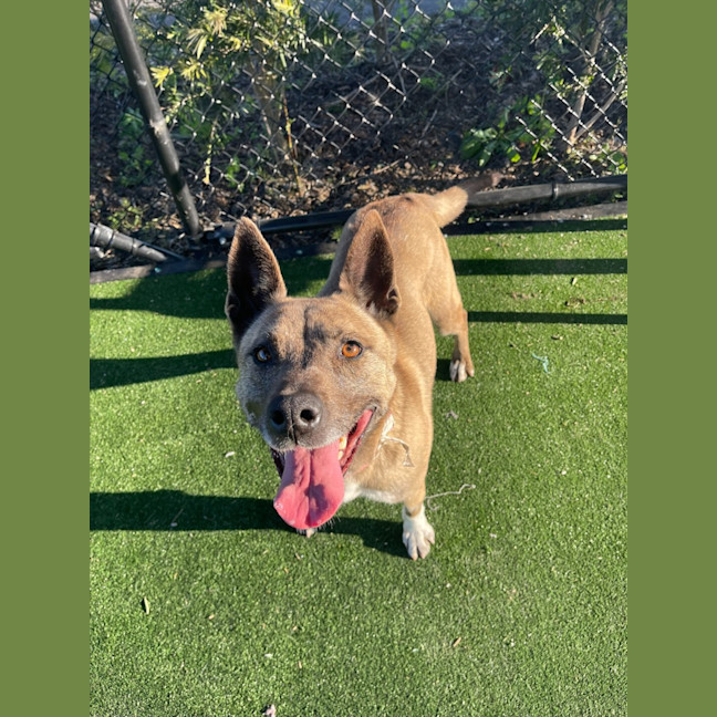 Photo of Coco Imp 1364