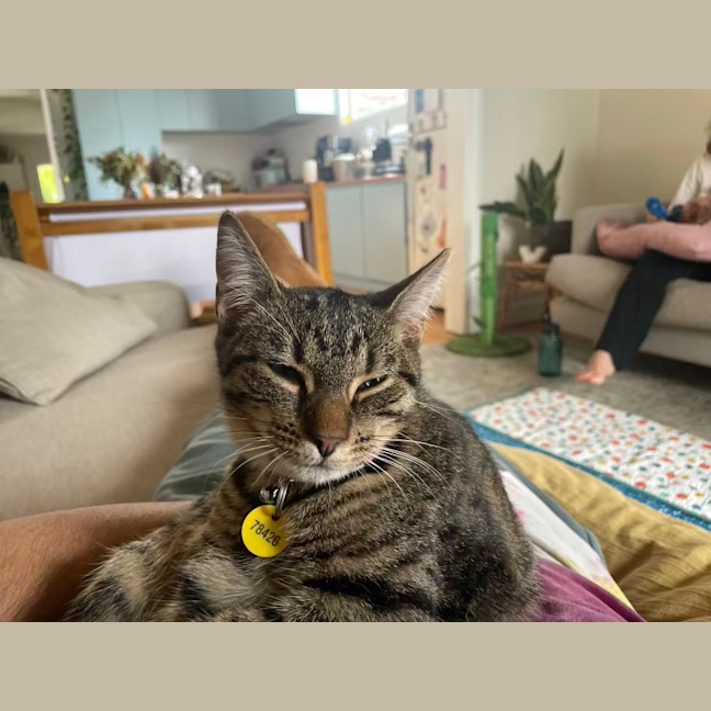 Photo of Mrs Big & Pickle