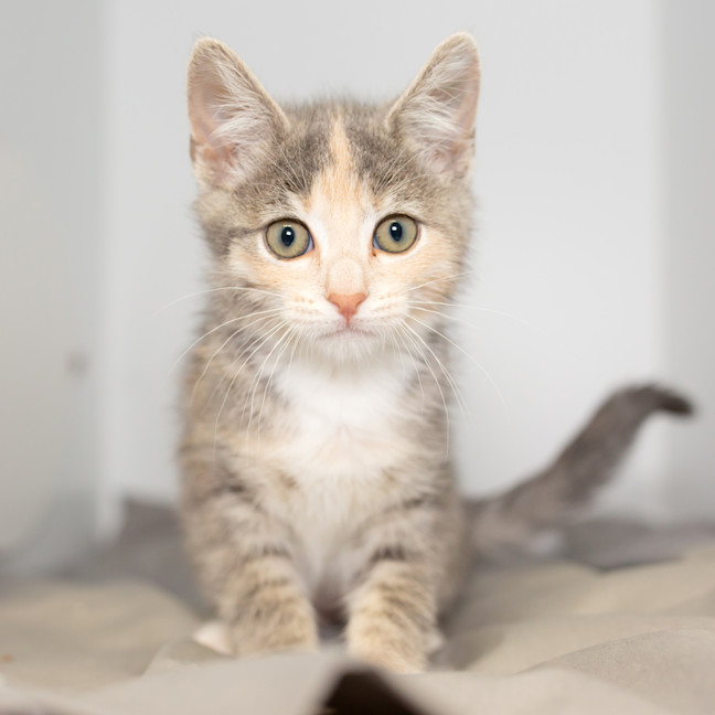 Photo of Marshmallow 