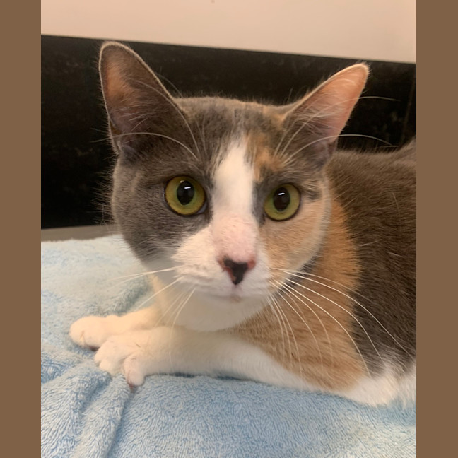 Photo of Sesame