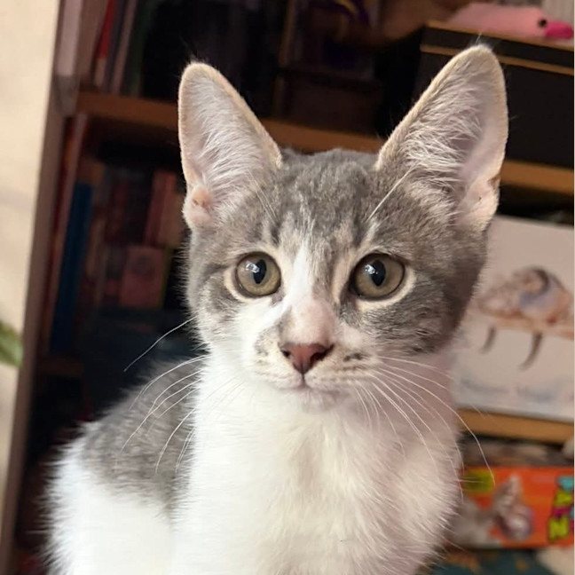 Photo of Havarti