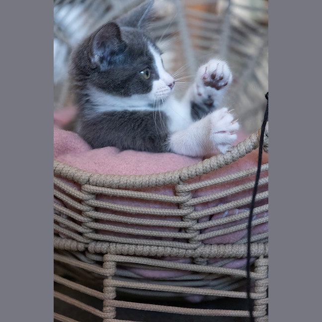 Photo of Kiki