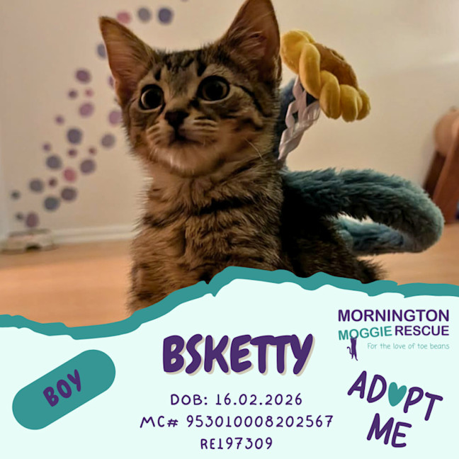 Photo of Bsketty