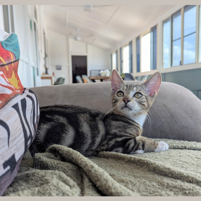Photo of Jellybean