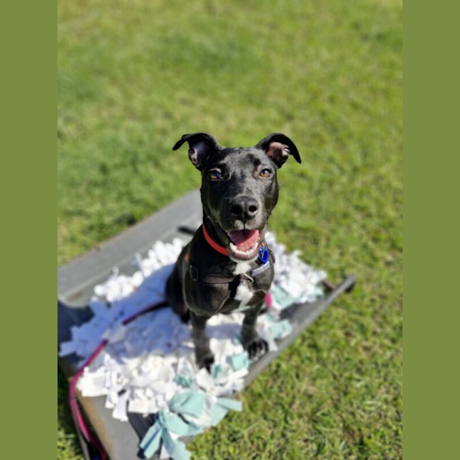 Photo of Ryder
