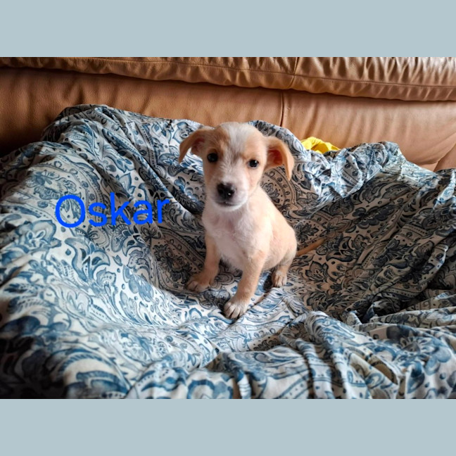 Photo of Oskar
